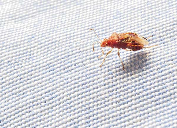 article-bedbugs