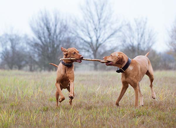  Active Dogs Playing